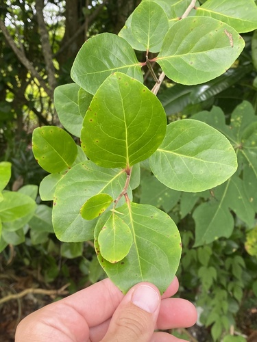 Gymnosporia thompsonii observed 2025-08-17