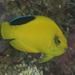 Woodhead's Angelfish - Photo (c) Mark Rosenstein, some rights reserved (CC BY-NC), uploaded by Mark Rosenstein