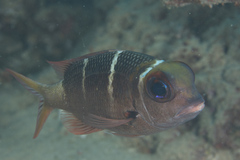 Monotaxis heterodon