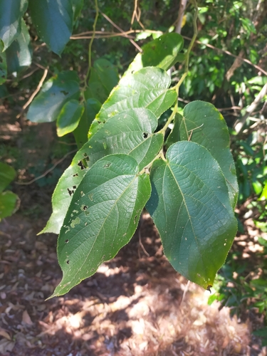 Trichospermum pleiostigma observed 2025-08-17