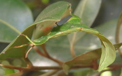 Walaphyllium monteithi
