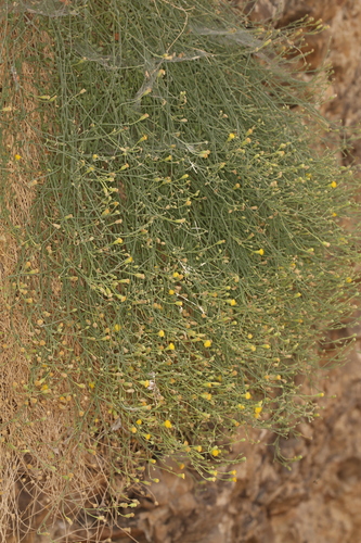 Nevada Rockdaisy (Laphamia megalocephala)