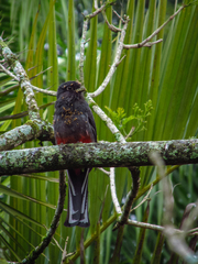 Trogon surrucura