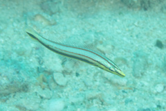 Hologymnosus doliatus