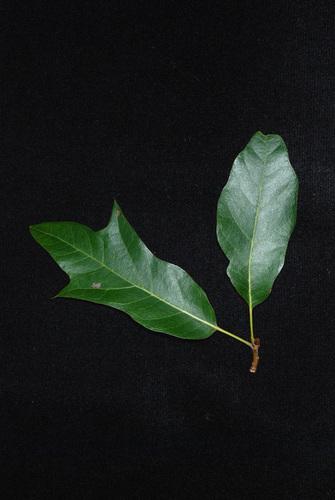 Quercus X runcinata