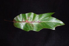 Quercus × runcinata
