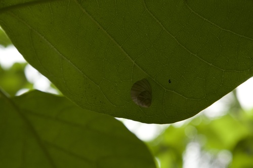 Partula radiolata observed 2025-08-16
