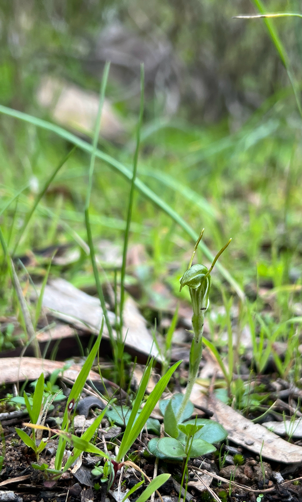 Pterostylis nana