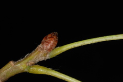 Quercus × runcinata