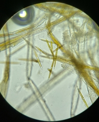 Nitzschia martiana