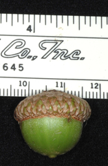 Quercus × runcinata