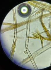 Nitzschia martiana