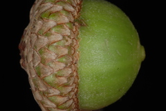 Quercus × runcinata
