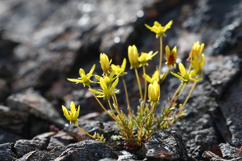 Saxifraga flexilis