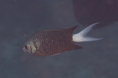 Chromis xanthura