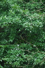 Quercus × runcinata