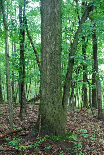 Quercus × runcinata, photograph 6