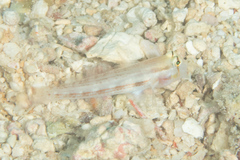 Gnatholepis cauerensis