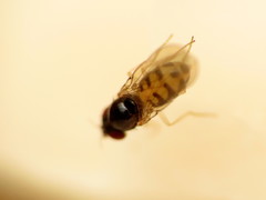 Mycodrosophila dimidiata