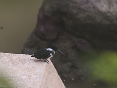 Chloroceryle amazona