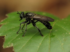 Laphria sicula