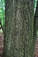 Quercus × runcinata