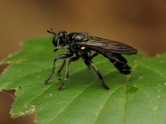 Laphria sicula
