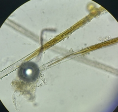 Nitzschia martiana