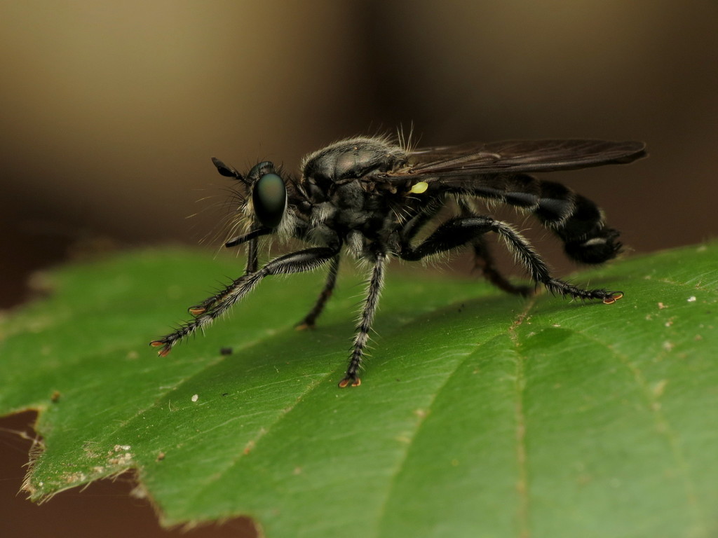 Dagger Laphria