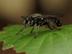 Laphria sicula