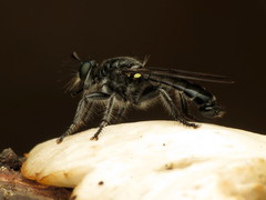 Laphria sicula