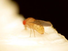 Drosophila falleni