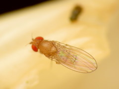 Drosophila falleni