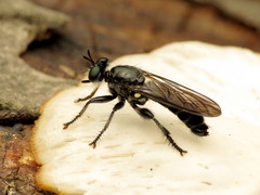 Laphria sicula