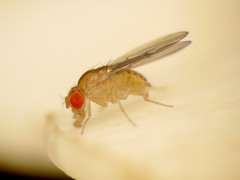 Drosophila falleni