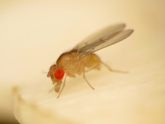 Drosophila falleni