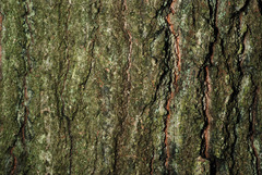 Quercus × runcinata