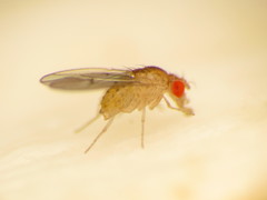 Drosophila falleni