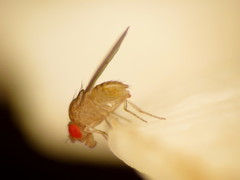 Drosophila falleni