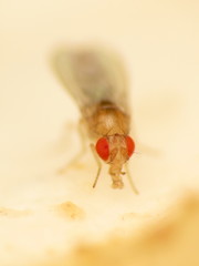 Drosophila falleni