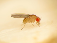 Drosophila falleni