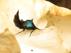 Philonthus caeruleipennis