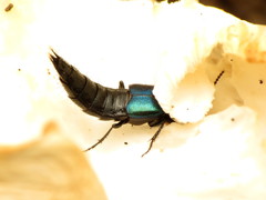 Philonthus caeruleipennis