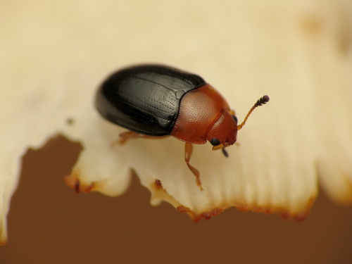 Yellow-collared Pleasing Fungus Beetle