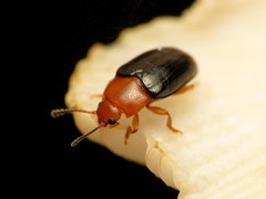 Triplax thoracica