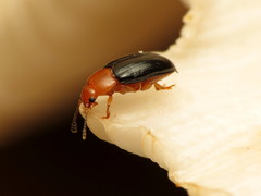 Triplax thoracica