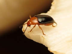 Triplax thoracica