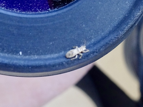 Bronze bug photo 5