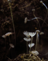 Coprinellus pusillulus