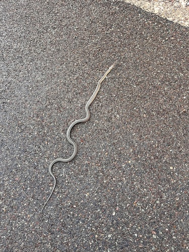 Baird's Ratsnake